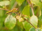 darter_260708g.jpg