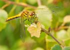 darter_260708i.jpg