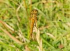 darter_260708k.jpg