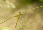 darter_280707a.jpg