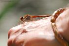 Filename=darter_HB_230823a.jpg
Filesize=532KB
Dimensions=1300x867
Date added=Aug 28, 2025 darter_HB_230823a.jpg