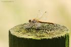 Filename=darter_HB_230823b.jpg
Filesize=882KB
Dimensions=1300x866
Date added=Aug 28, 2025 darter_HB_230823b.jpg