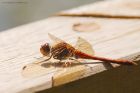 Filename=darter_HB_230823c.jpg
Filesize=613KB
Dimensions=1300x867
Date added=Aug 28, 2025 darter_HB_230823c.jpg