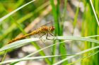 Filename=darter_HB_230823d.jpg
Filesize=801KB
Dimensions=1300x867
Date added=Aug 28, 2025 darter_HB_230823d.jpg