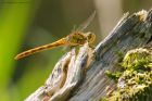 Filename=darter_HB_230823e.jpg
Filesize=737KB
Dimensions=1300x866
Date added=Aug 28, 2025 darter_HB_230823e.jpg