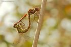 Filename=darters_LM_080923a.jpg
Filesize=635KB
Dimensions=1300x867
Date added=Aug 28, 2025 darters_LM_080923a.jpg