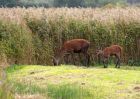 Filename=deer_260909d.jpg
Filesize=249KB
Dimensions=1000x714
Date added=Sep 27, 2009 deer_260909d.jpg