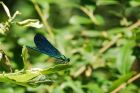 demoiselle_210615a.jpg