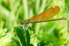 demoiselle_240615a.jpg