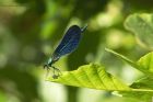 demoiselle_260615a.jpg