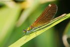 demoiselle_270619a.jpg