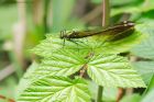 demoiselle_HB_060618a.jpg