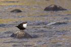 dipper_100311a.jpg