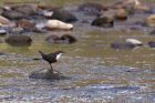 dipper_100311b.jpg