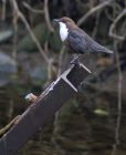 dipper_1204b.jpg