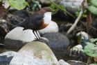 Filename=dipper_230416a.jpg
Filesize=457KB
Dimensions=1200x800
Date added=Nov 30, 2016 dipper_230416a.jpg