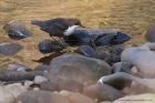 Filename=dipper_260312c.jpg
Filesize=195KB
Dimensions=1000x667
Date added=Apr 04, 2012 dipper_260312c.jpg