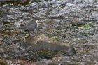 dipper_260411b.jpg