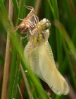 Filename=dragon_310510s.jpg
Filesize=201KB
Dimensions=776x1000
Date added=Jun 02, 2010 dragon_310510s.jpg
