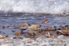 dunlin_020511a.jpg