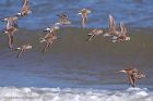 dunlin_020511c.jpg