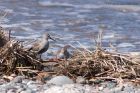 dunlin_020511d.jpg