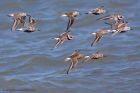 dunlin_020511g.jpg