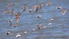 dunlin_020511h.jpg