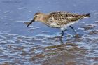 dunlin_020914e.jpg