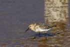 dunlin_020914h.jpg