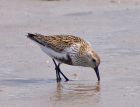 dunlin_2405a.jpg