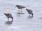 dunlin_2405b.jpg