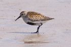 dunlin_2405c.jpg