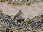 dunlin_2405f.jpg