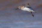 dunlin_280911c.jpg