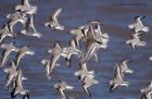 dunlin_280911d.jpg