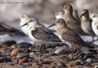 dunlin_280911f.jpg