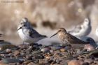 Filename=dunlin_280911g.jpg
Filesize=214KB
Dimensions=1000x667
Date added=Oct 07, 2011 dunlin_280911g.jpg