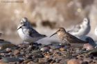 dunlin_280911g.jpg