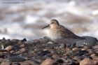 dunlin_280911j.jpg