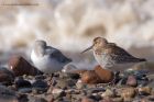 dunlin_280911l.jpg