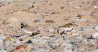 dunlin_RP_070521b.jpg