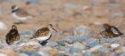 dunlin_RP_070521f.jpg