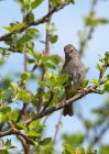 dunnock_010510a.jpg