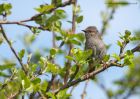 dunnock_010510b.jpg