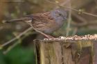 dunnock_030312a.jpg