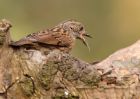 dunnock_030410a.jpg