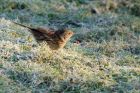 dunnock_031208a.jpg