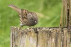 dunnock_050415a.jpg