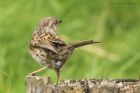 dunnock_050415b.jpg